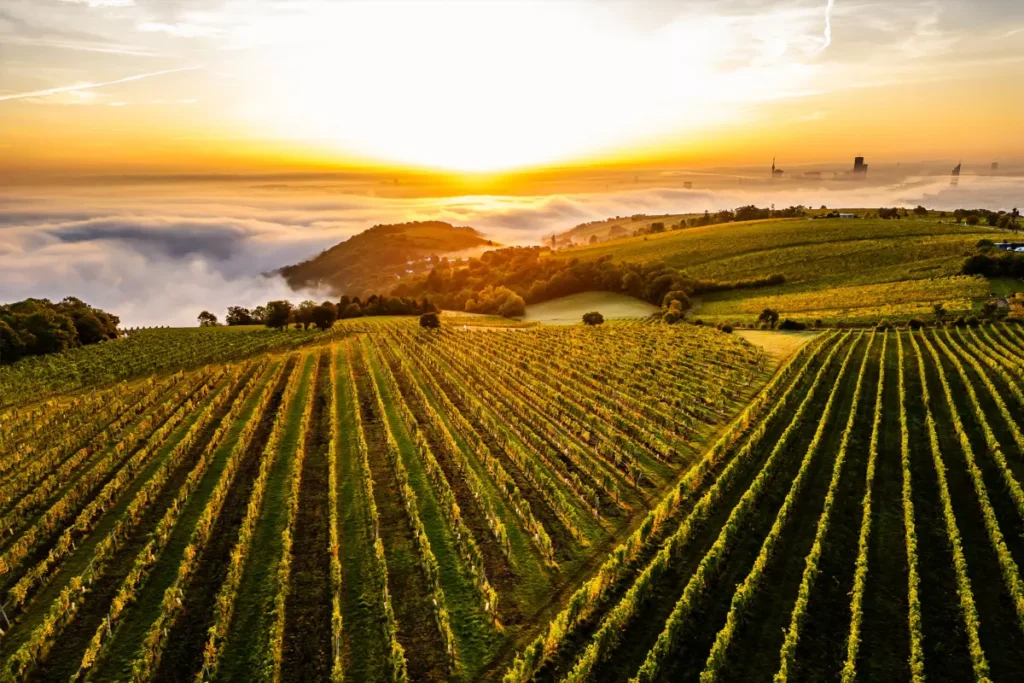 vena boretsia za sokhranenie svoego statusa vinnoi stolitsy