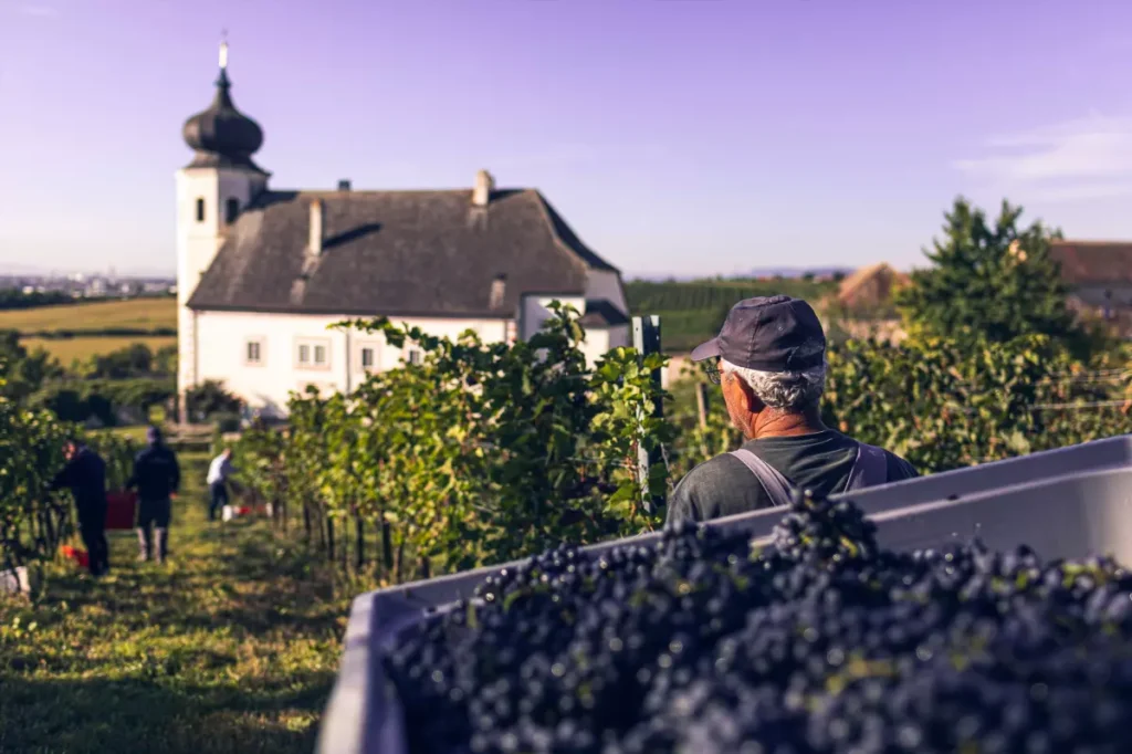 vinodelnia freigut thallern ishchet enologov na god