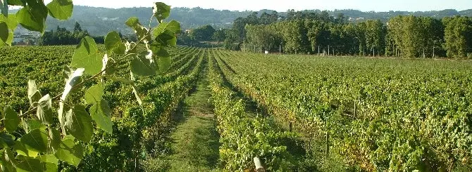 aresty v portugalii po delu o moshennichestve s vinom