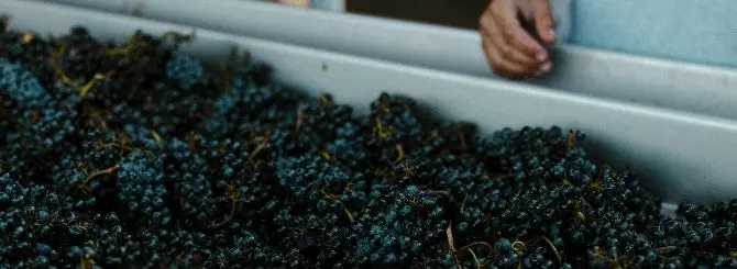 kollektivnoe vinodelie pliusy i minusy