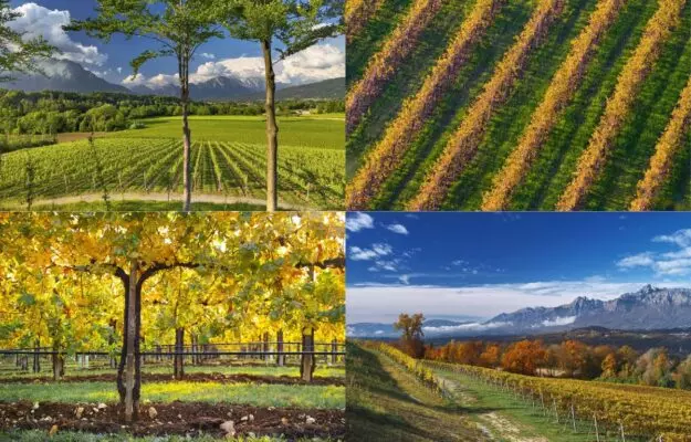 konsortsium prosekko doc nachal perekhod k ustoichivomu razvitiiu