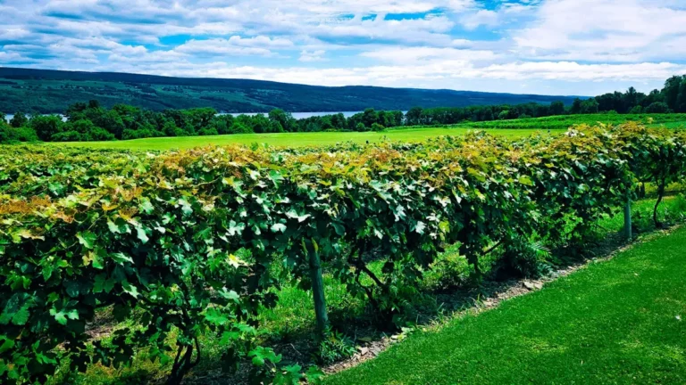 nprodazha vinodelni v finger lakes n