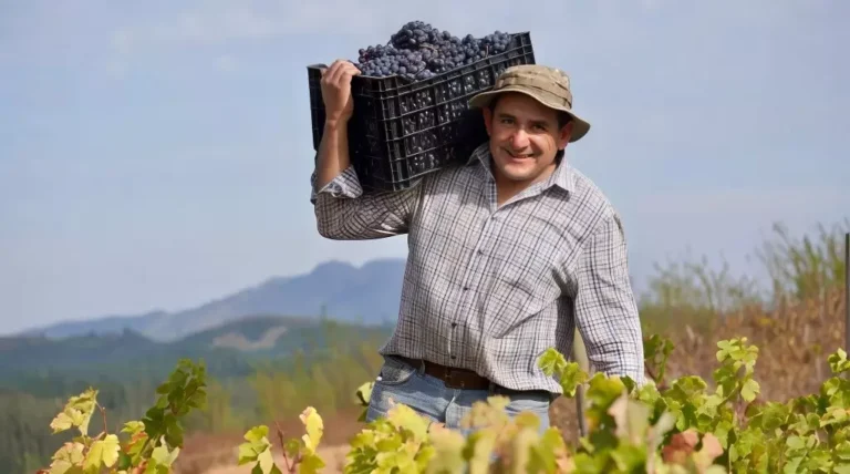 shest novykh sortov dlia chili vinodelcheskaia istoriia perepisyvaetsia