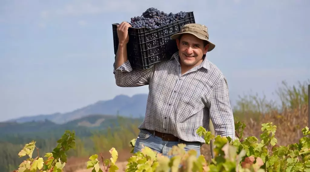 shest novykh sortov dlia chili vinodelcheskaia istoriia perepisyvaetsia