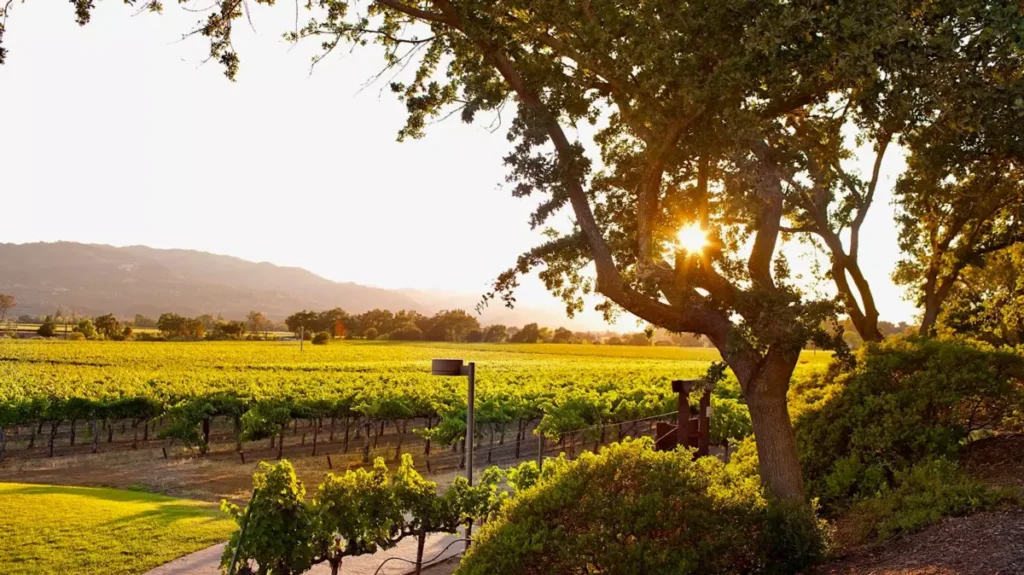 trinchero priobretaet mumm napa u pernod ricard