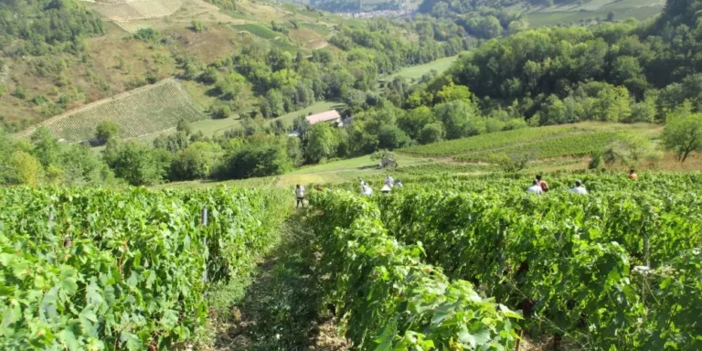 biuzhe neizvedannaia zhemchuzhina frantsuzskogo vinodeliia