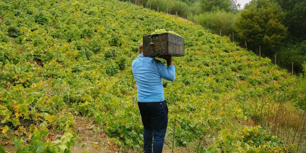 chili gotovitsia k chetvertomu konkursu vin kilon