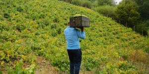 chili gotovitsia k chetvertomu konkursu vin kilon