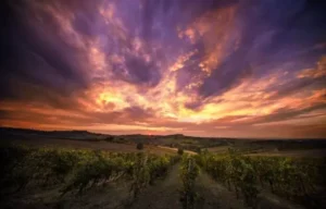 coldiretti trebuet bolshe sredstv dlia primeneniia vinnogo paketa es v italii