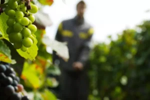 dve goda lisheniia svobody za razmeshchenie ukrainskikh rabochikh vo vremia sborov vinograda v shampani