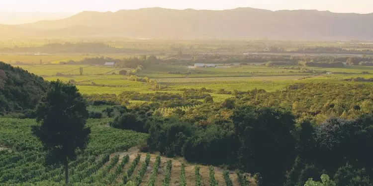 emiliana vineyards oderzhala dvoinuiu pobedu na green awards 2025