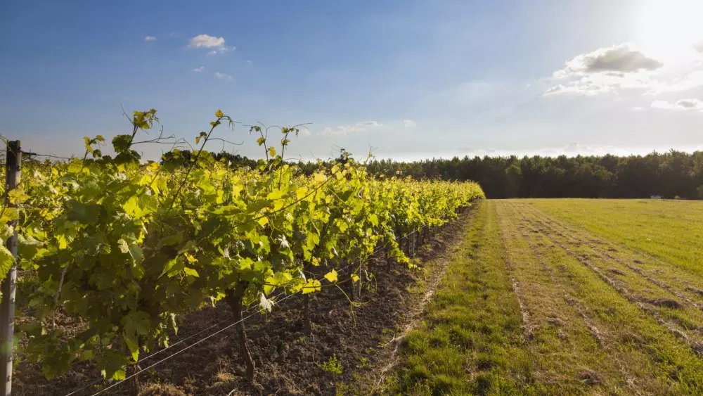 krizis na rynke prodazhi koniaka rukhnuli vinogradniki vykorchevyvaiut