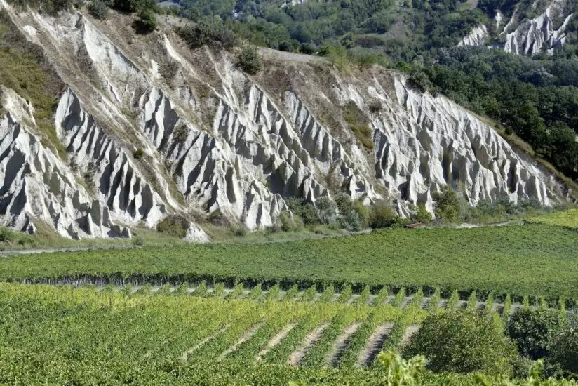 nvinodelnia masciarelli vkhodit v altagamma