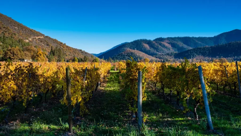 oregonskoe shardone vykhodit na mirovoi uroven