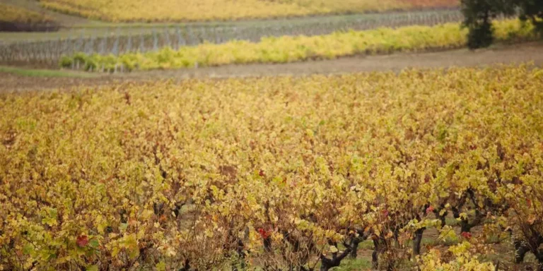 perspektivnye vinodelcheskie regiony iugo zapada frantsii