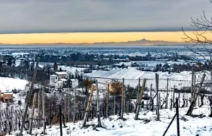 pinot nero lider po ploshchadi i ekspansiia za predely oltrepo paveze