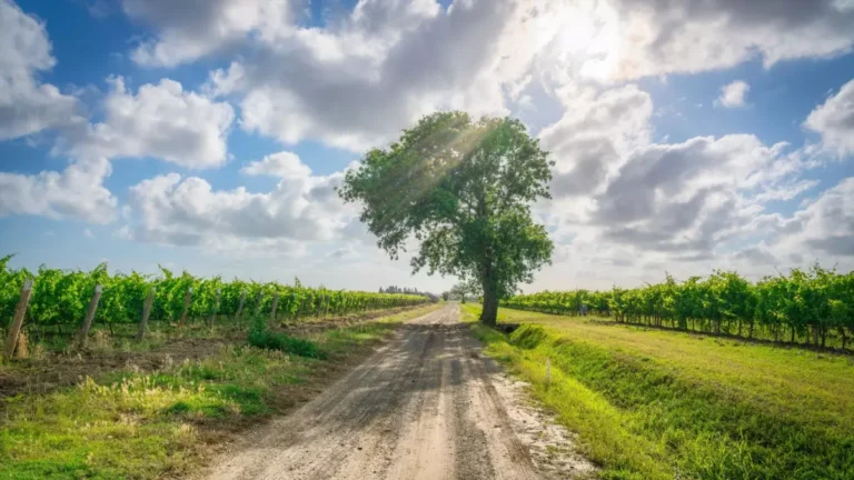 vinodelni boriutsia s izmeneniem klimata vysazhivaia lesa