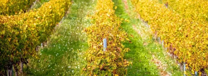 kaliforniia planiruet masshtabnoe sokrashchenie vinogradnikov