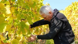 ushel iz zhizni elzasskii vinodel per trinbakh